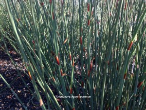 Chondropetalum tectorum  - foliage